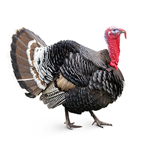 KR3 (granulky), určeno pro výkrm krůt od 15. týdne stáří do konce výkrmu (25kg)