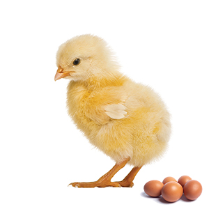 K1K (drť) určeno pro výživu kuřat nosného typu do stáří 4 týdnů. K1K (drť) určeno pro výživu kuřat nosného typu do stáří 4 týdnů.